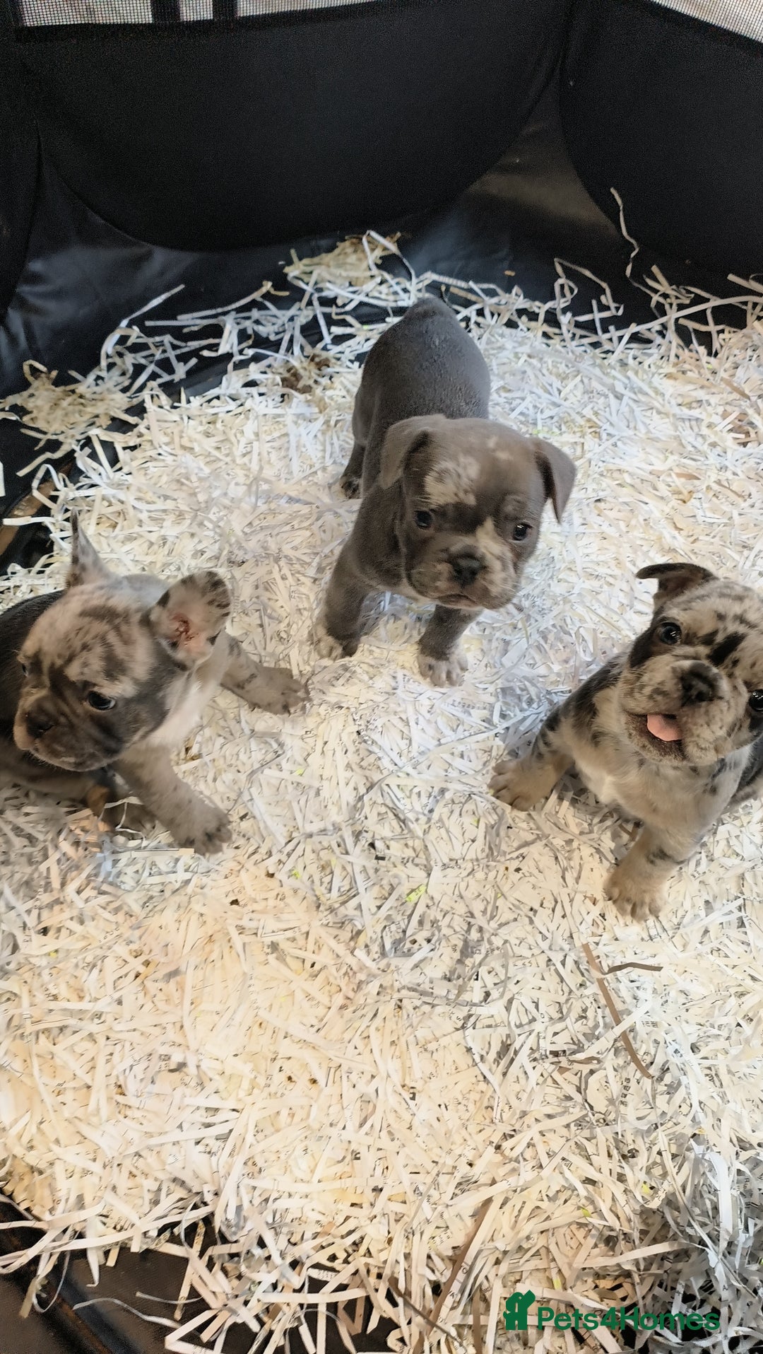 French Bulldog dogs for sale: Frenchies for sale - Image 3