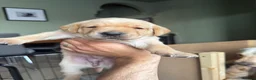 Labrador Retriever dogs for sale: KC Reg Fox Red / Blonde  Lab Puppies – Home Reared - Advert 38
