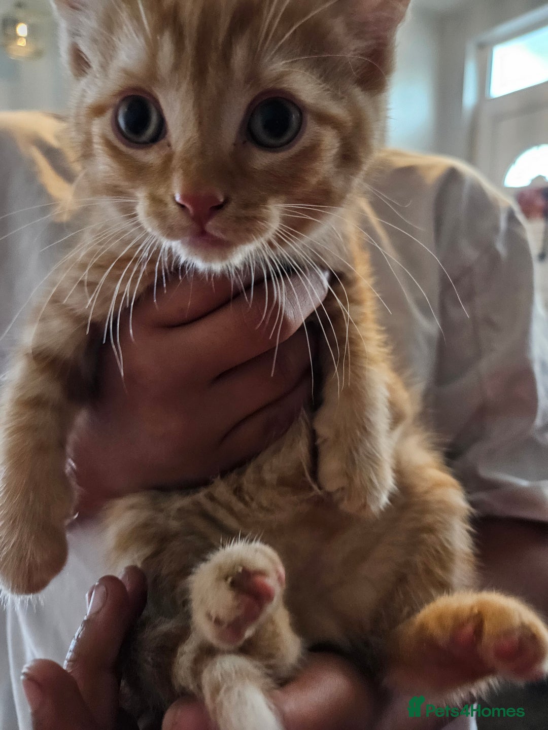 Domestic Shorthair cats for sale: 2 gorgeous ginger female kittens - Image 3