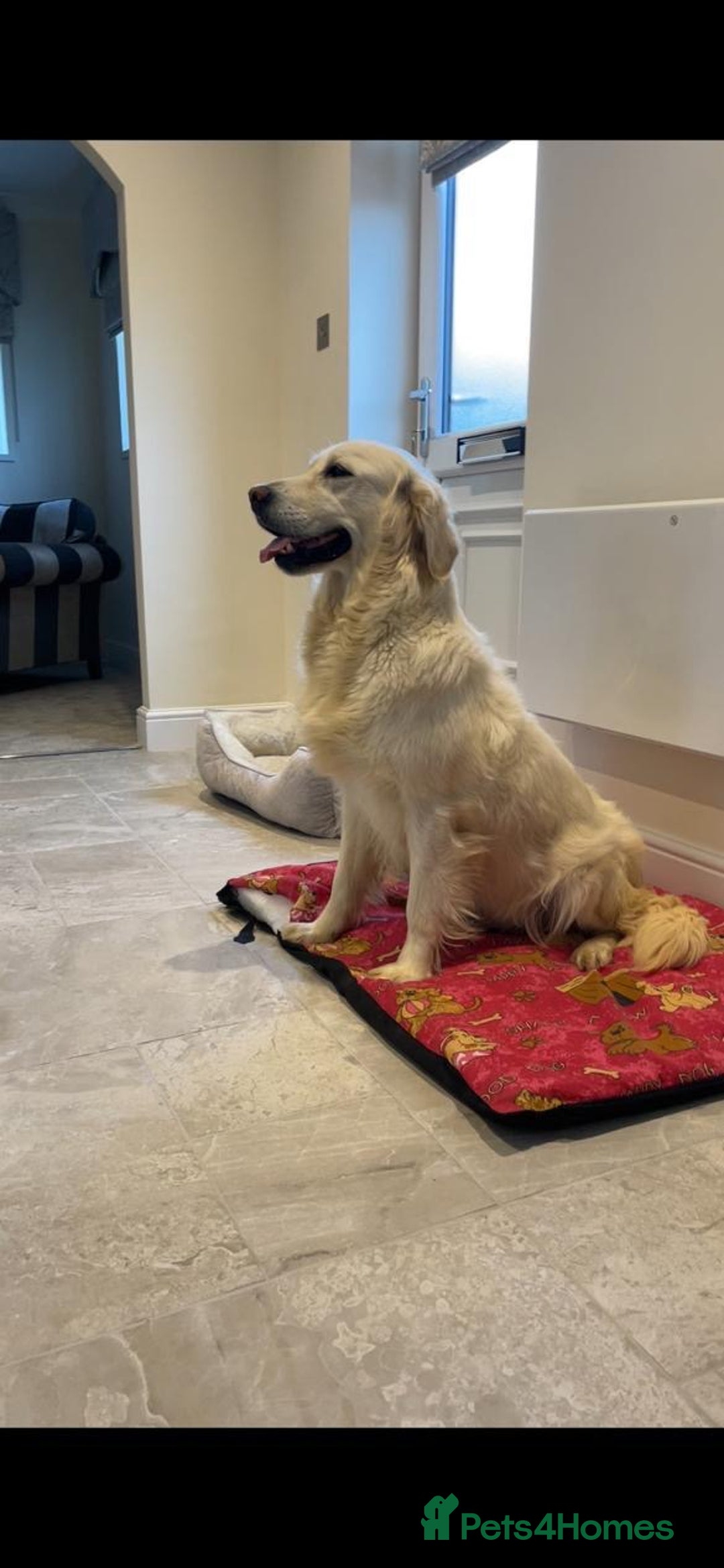 Golden Retriever dogs for sale: White Golden Retriever  - Image 7