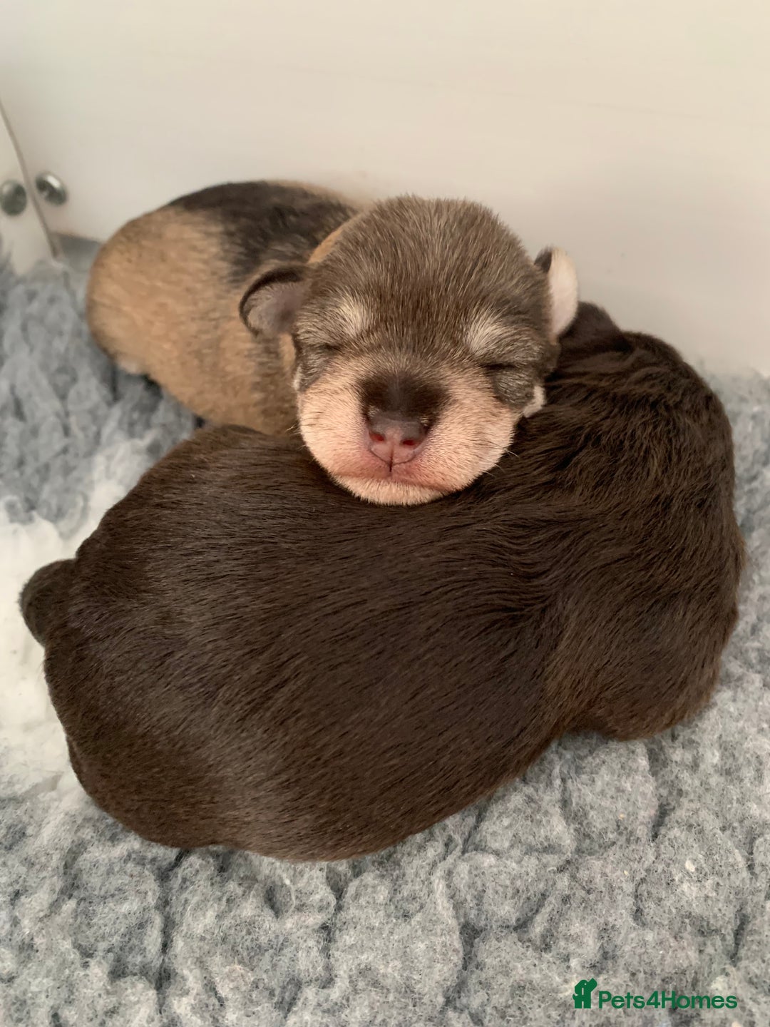 Miniature Schnauzer dogs for sale: KC BVA/MAC Chocolate Pepper Mini Schnauzers - Image 16