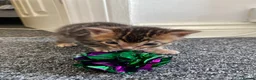 Bengal cats for sale: Two Little Princesses - Advert 9