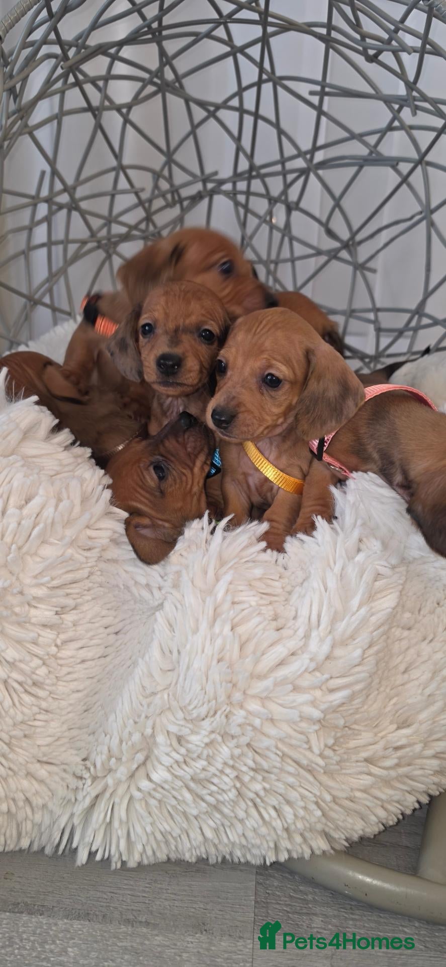 Miniature Dachshund dogs Beautiful Miniature Dachshund Puppies🐾3Girls5Boys - Advert 8