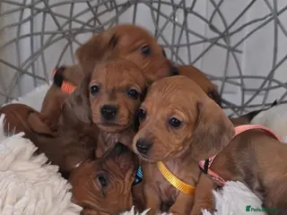 Miniature Dachshund dogs Beautiful Miniature Dachshund Puppies🐾3Girls5Boys - Advert 8