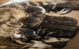 British Shorthair cats for sale: 5 beautiful kittens available from 18th December  - Advert 12