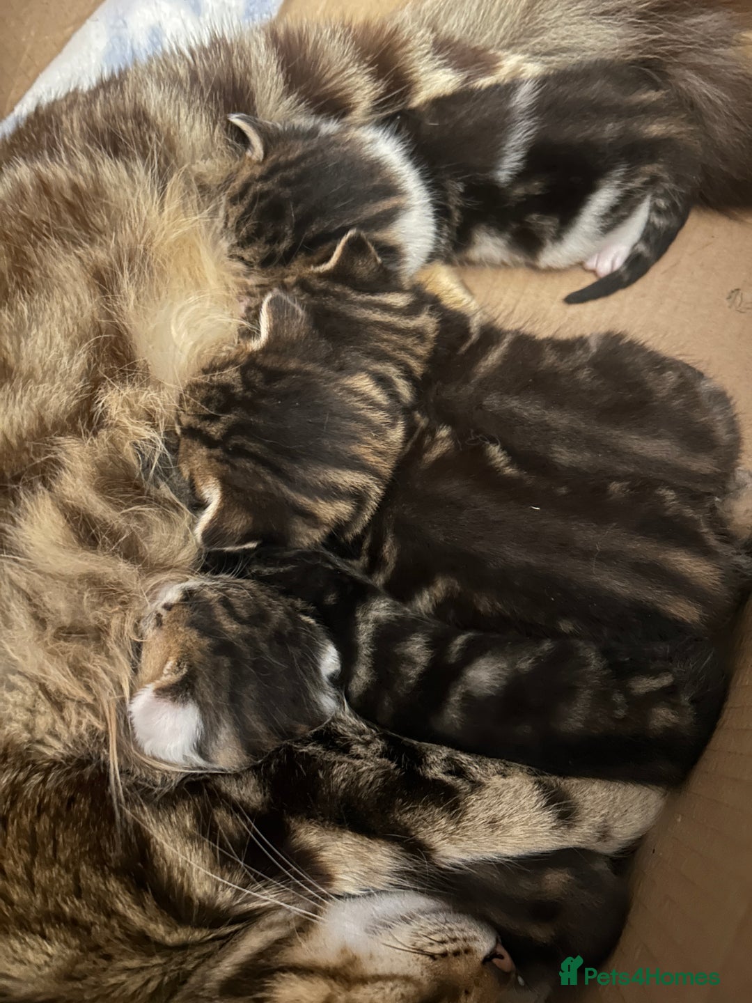 British Shorthair cats for sale: 5 beautiful kittens available from 18th December  - Advert 12