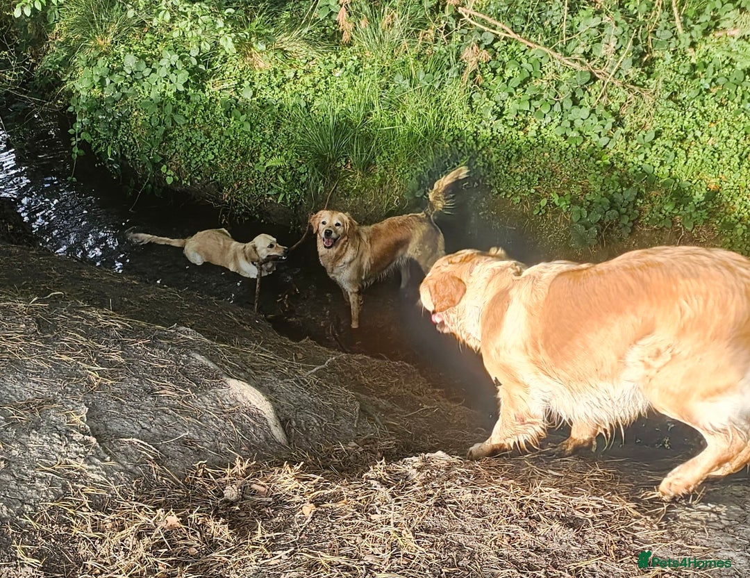 Golden Retriever dogs for sale: Amazing shades long awaited litter - Advert 14