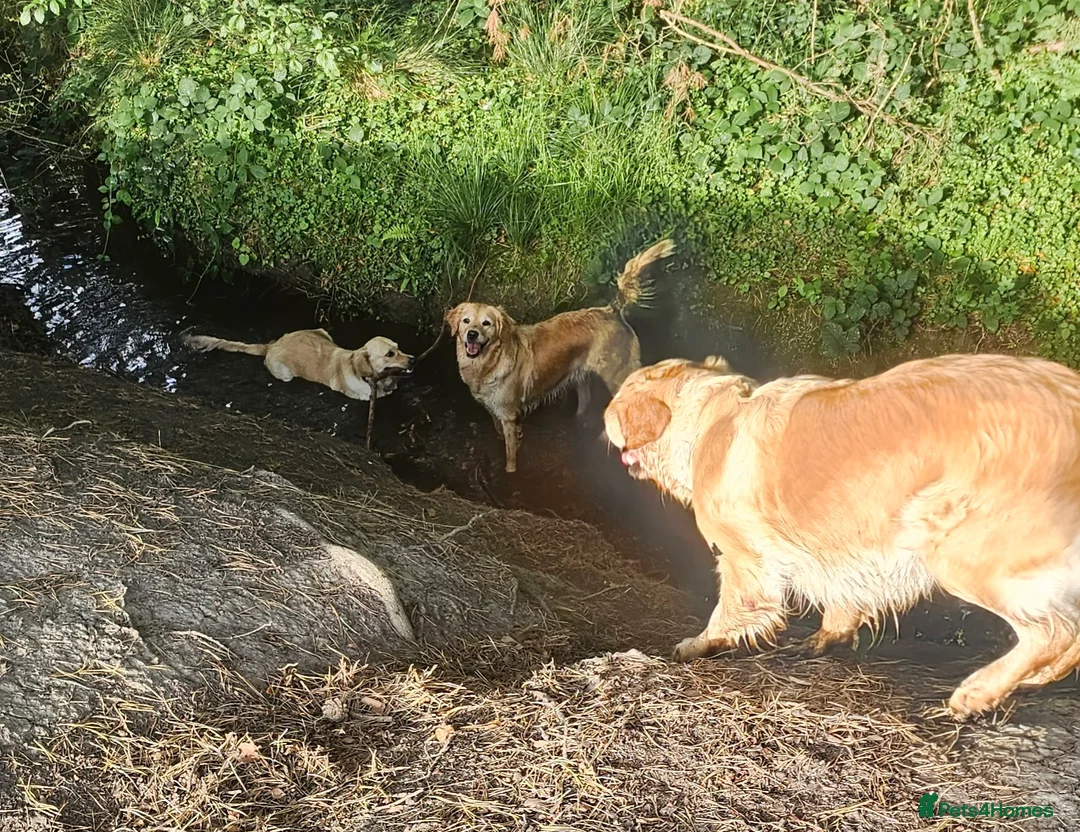 Golden Retriever dogs for sale: Amazing shades long awaited litter - Advert 2
