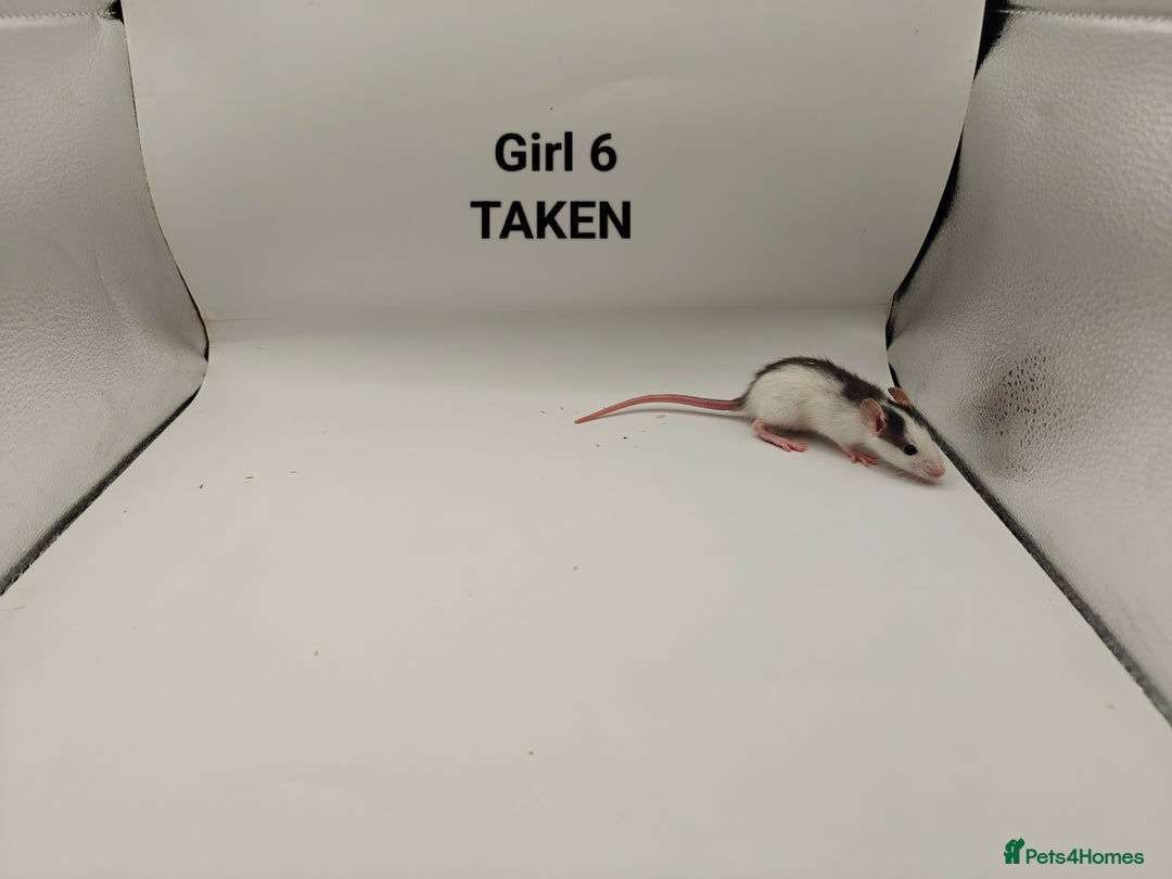 Rat rodents for sale: JAN: 27 Rats (21 Rats: 10 Boys & 11 Girls Left) - Advert 20