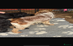 Cocker Spaniel dogs for sale: 🔥 rare coloured show type cocker spaniels  - Image 19