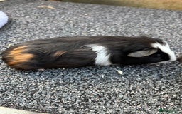 Guinea Pig rodents for sale: Two baby boy guinea pigs looking for a new home  - Image 2