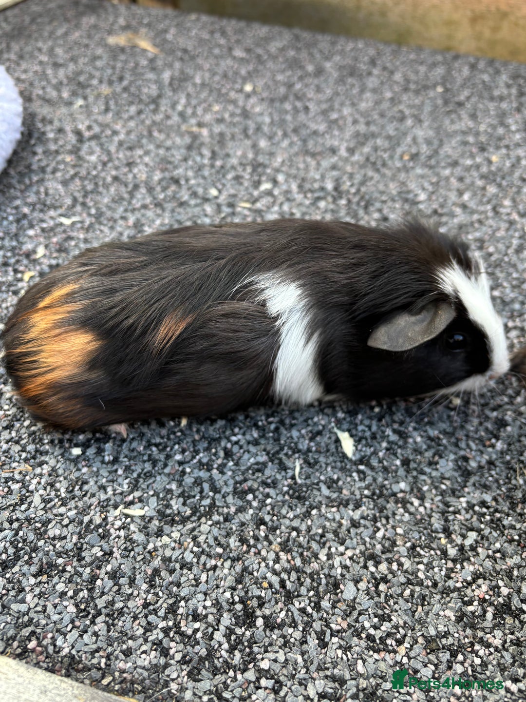 Guinea Pig rodents for sale: Two baby boy guinea pigs looking for a new home  - Image 2