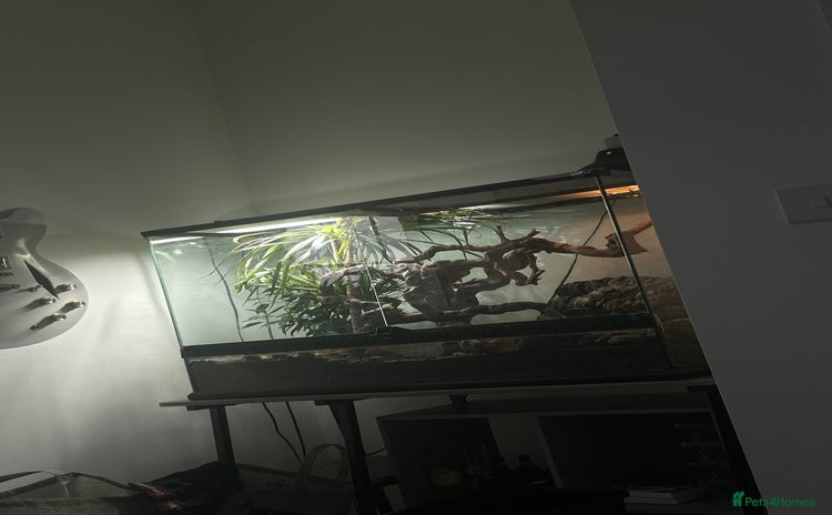 Skink reptiles - Advert 6