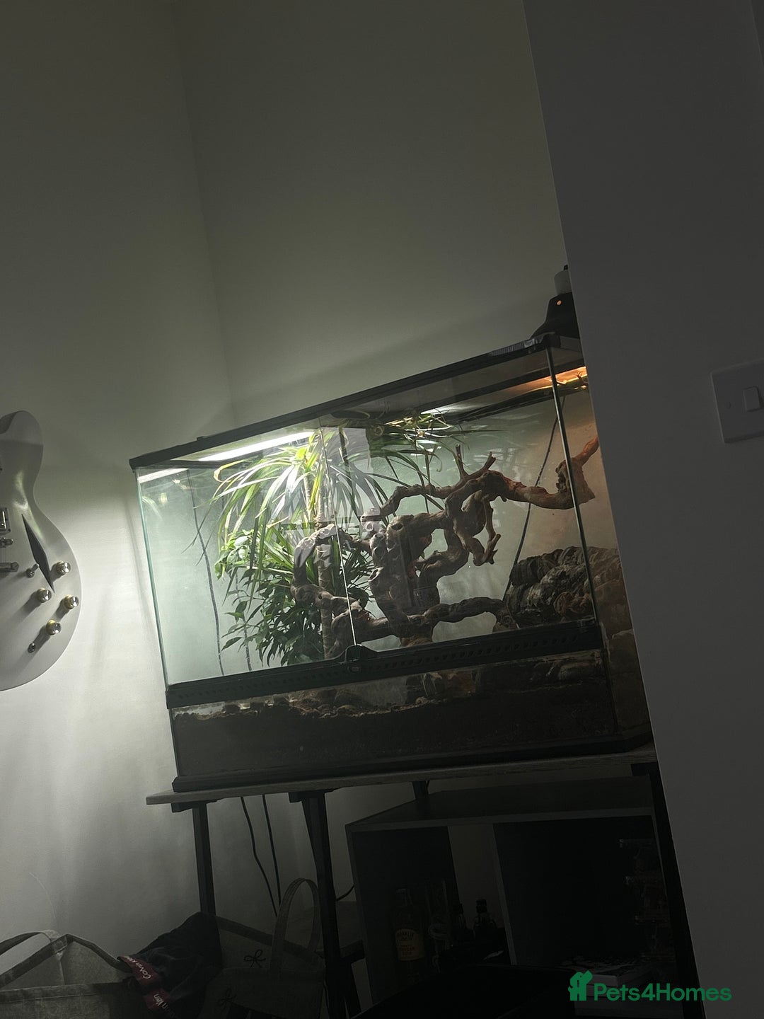 Skink reptiles for sale: Tree skinks & full setup - Image 1