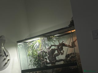 Skink reptiles - Advert 1
