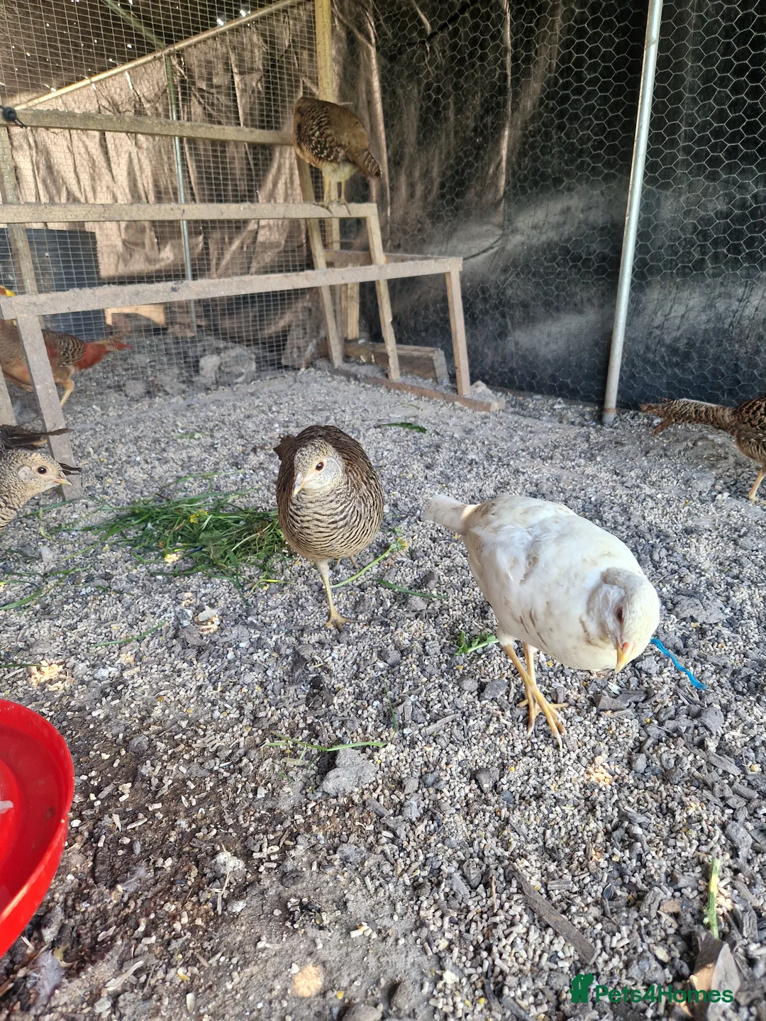 Pheasants poultry for sale: Golden pheasant hatching eggs in Winsford - Advert 4