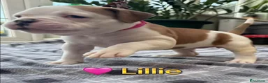 Lilly