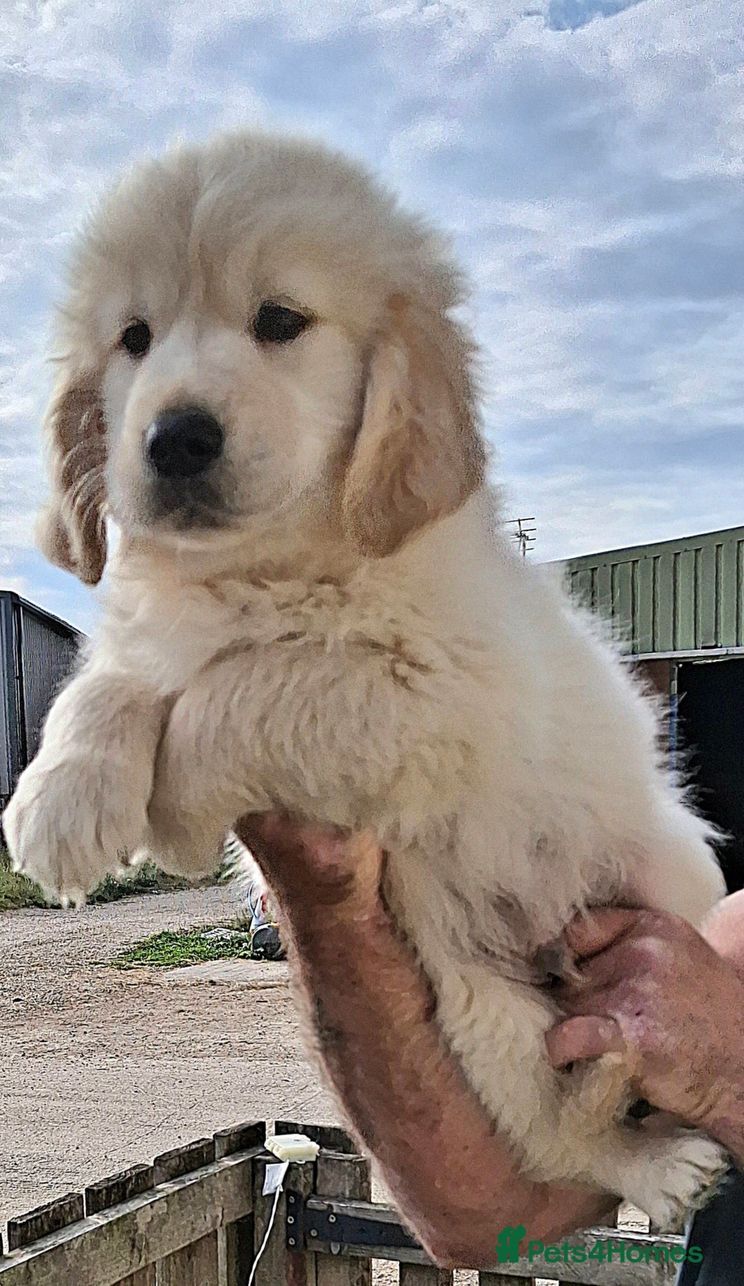 Golden Retriever dogs for sale: Golden Retreiver Puppies  - Image 7