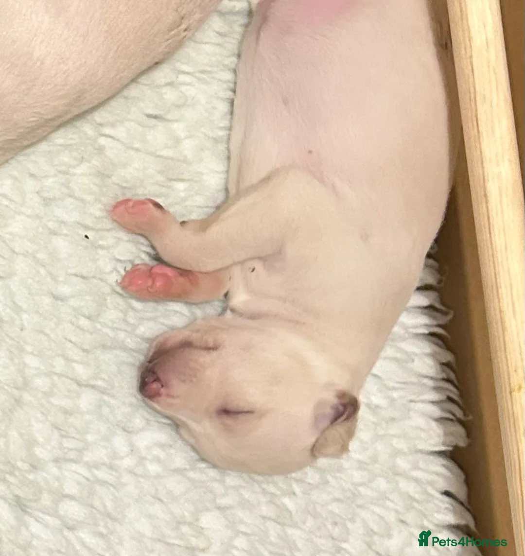 Whippet dogs for sale: Whippet lurcher pups - Advert 6