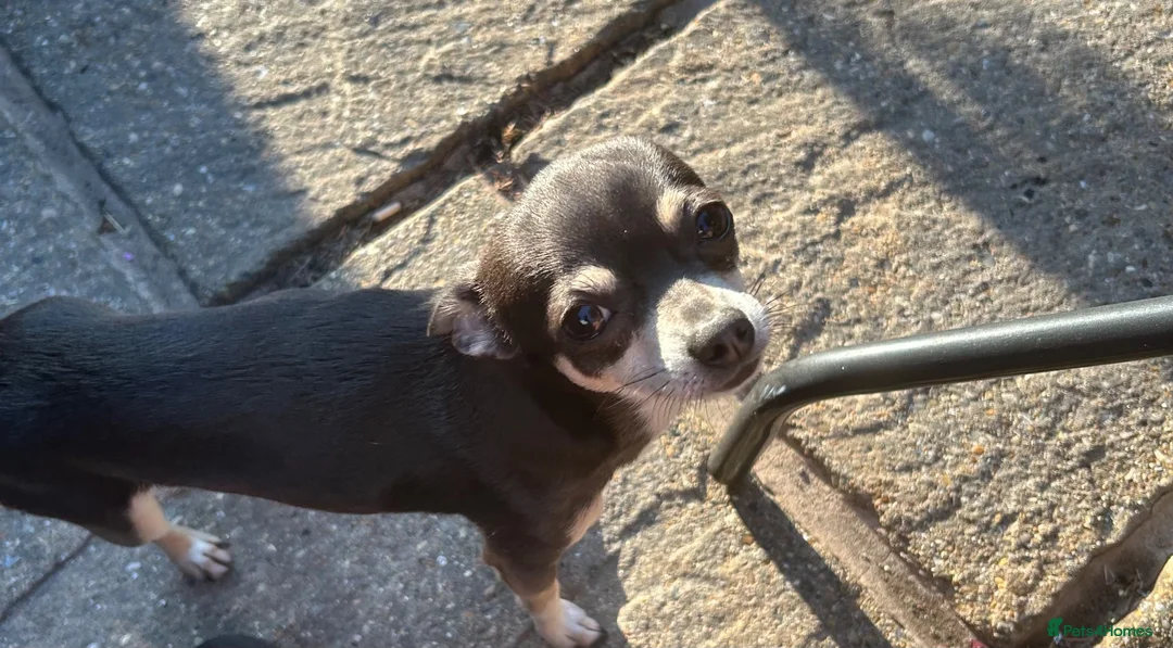 Chihuahua dogs for stud:  Stud chiuhua  - Advert 2