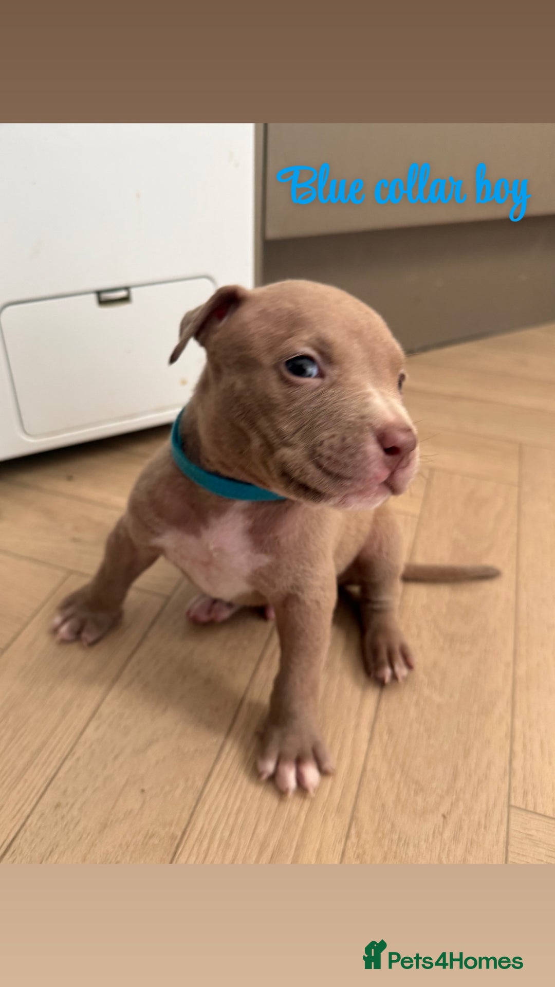 American Bully dogs for sale: 8 gorgeous American Bully pups 🐶 - Advert 5