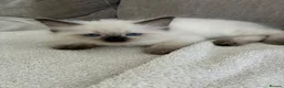 Ragdoll cats for sale: Pure Ragdoll Kittens *Ready Now* - Advert 6