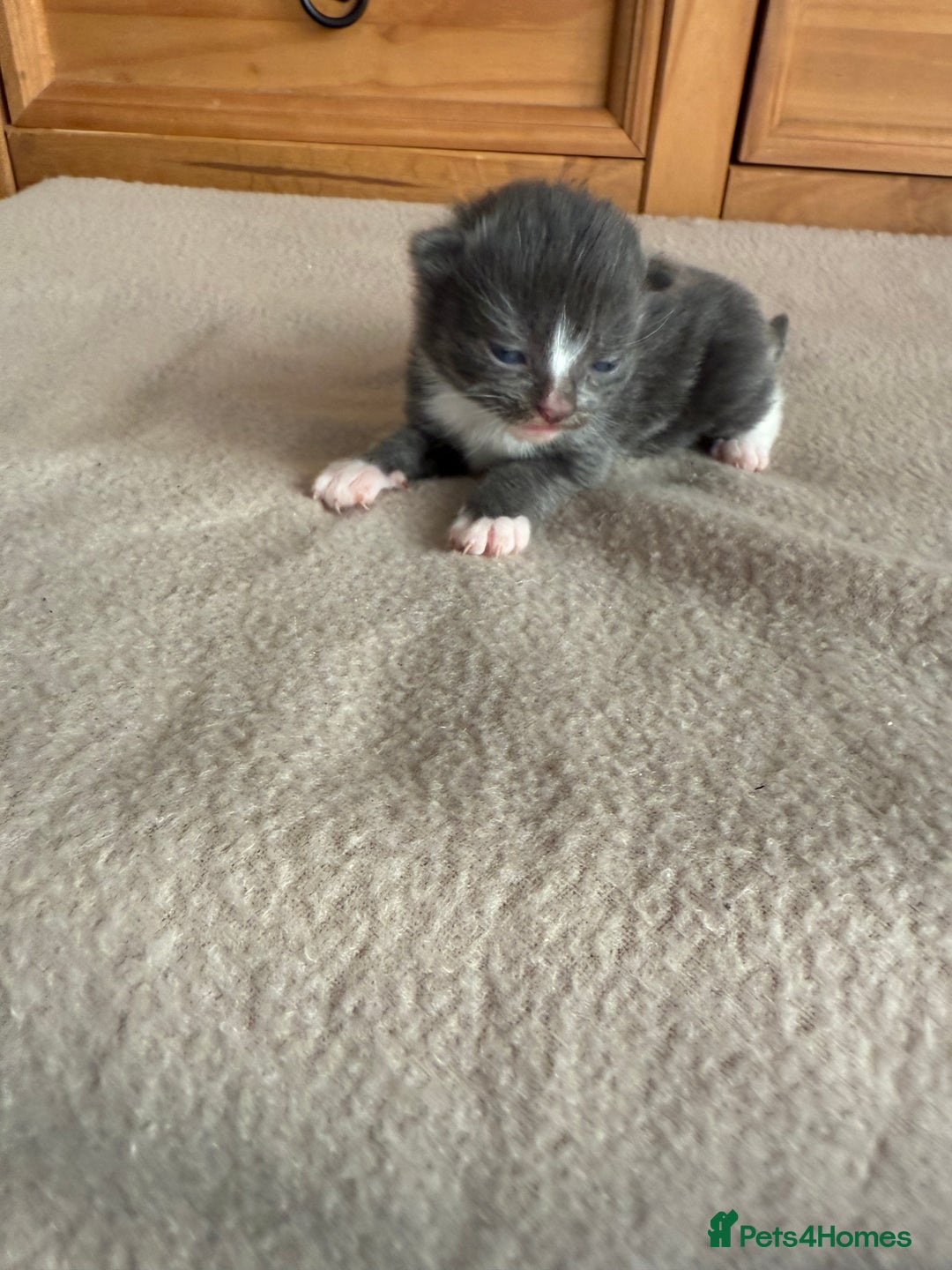 Mixed Breed cats for sale: Mixed breed tabby kittens  - Image 3