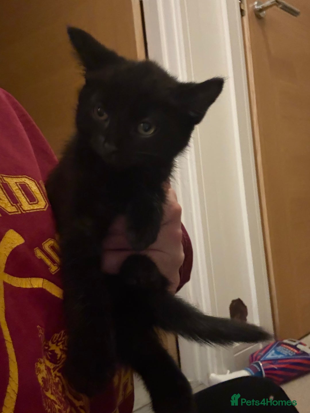 British Shorthair cats for sale: 4 kittens - Advert 2