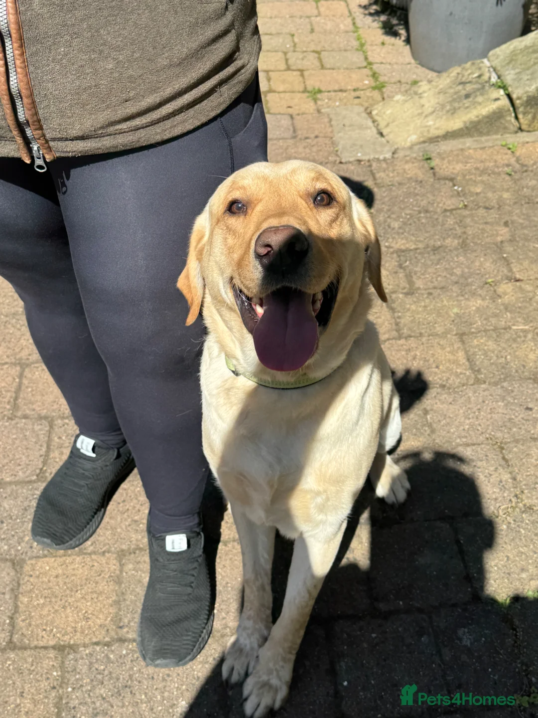 Labrador Retriever dogs for sale: Gorgeous 2.6 year Old Male Labrador Retriever 🐾 - Advert 2
