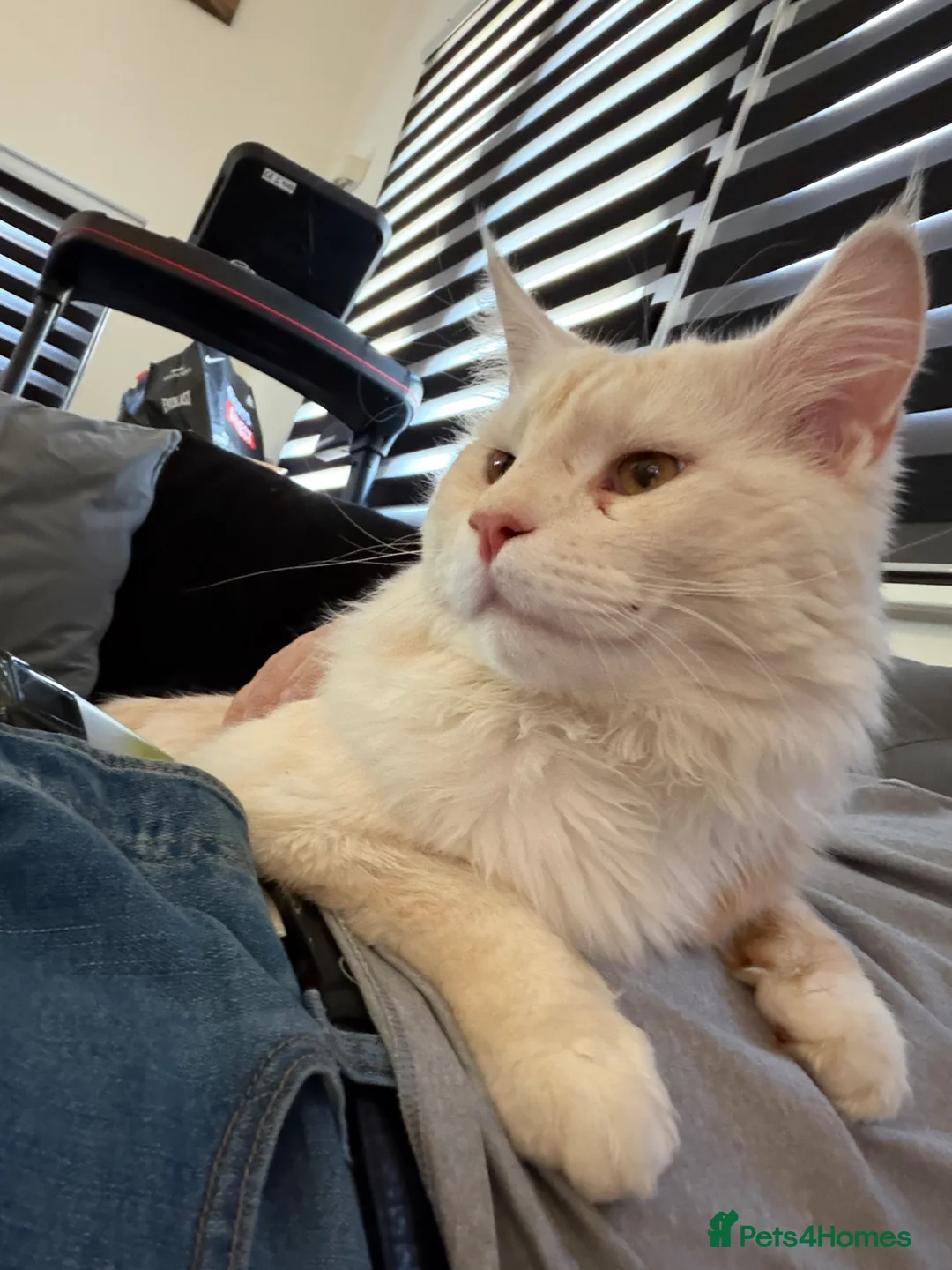 Maine Coon cats for sale: Odyn and Oscar  in Falmouth - Advert 1