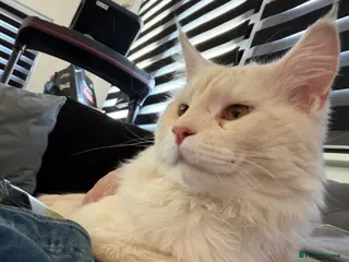 Maine Coon cats Odyn and Oscar - Advert 5