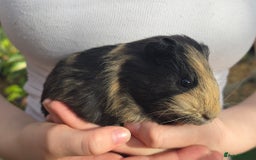Guinea Pig rodents for sale: Male Guinea pigs  - Image 4