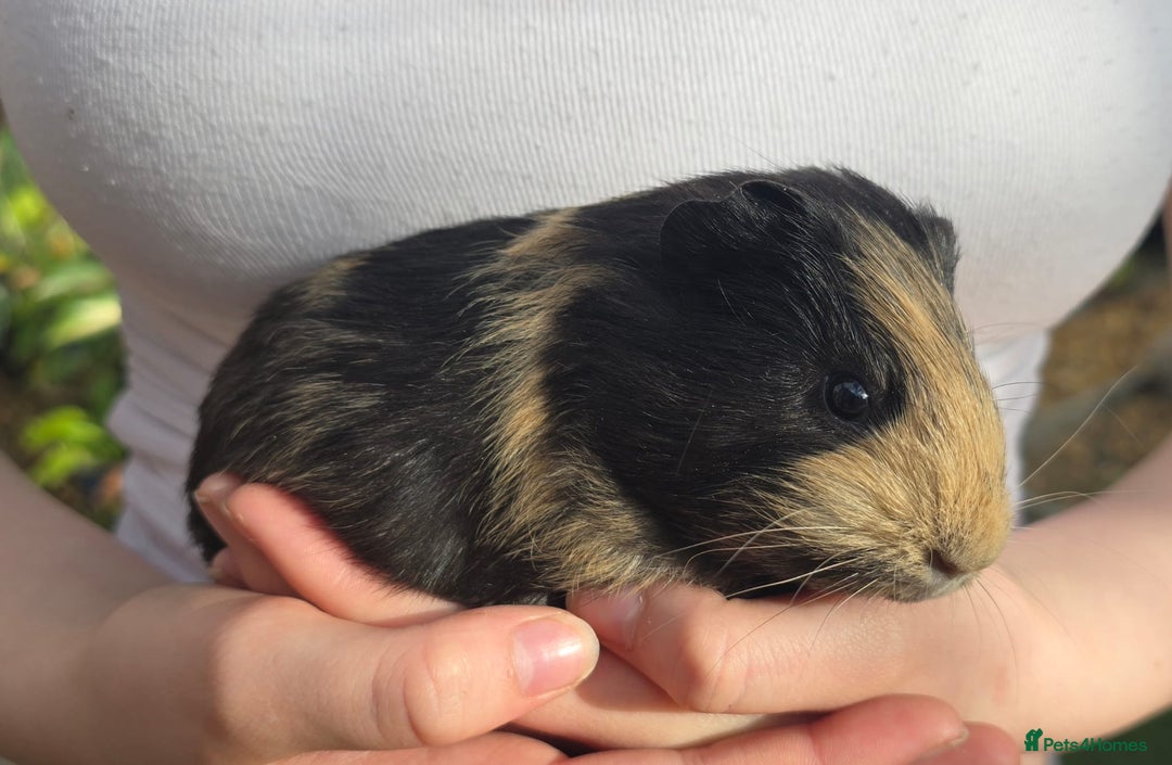 Guinea Pig rodents for sale: Male Guinea pigs  - Image 4