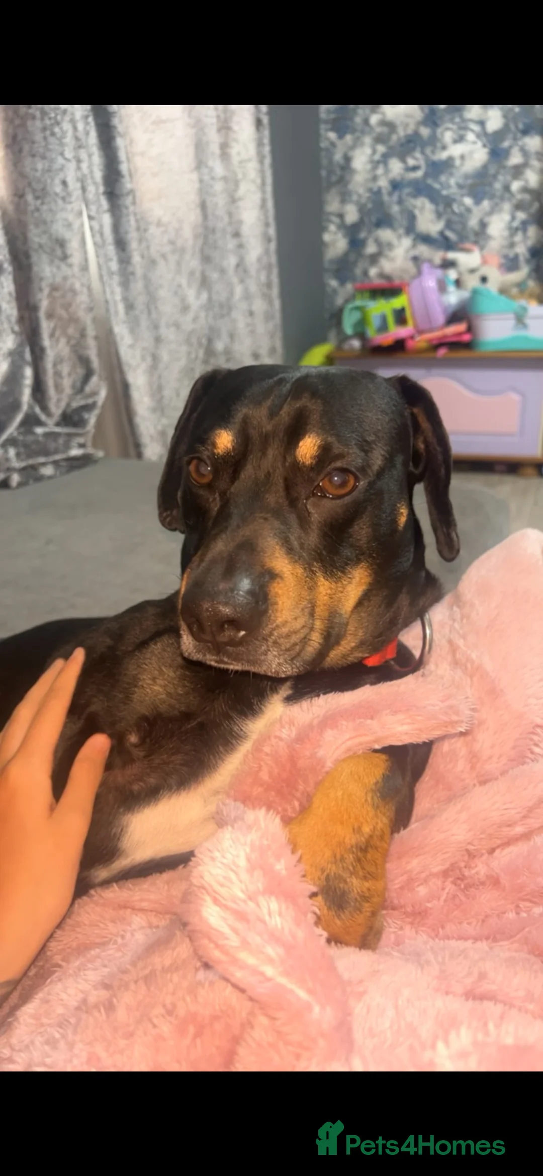 Mixed Breed dogs for sale: DaschundXRottweiler - Advert 2