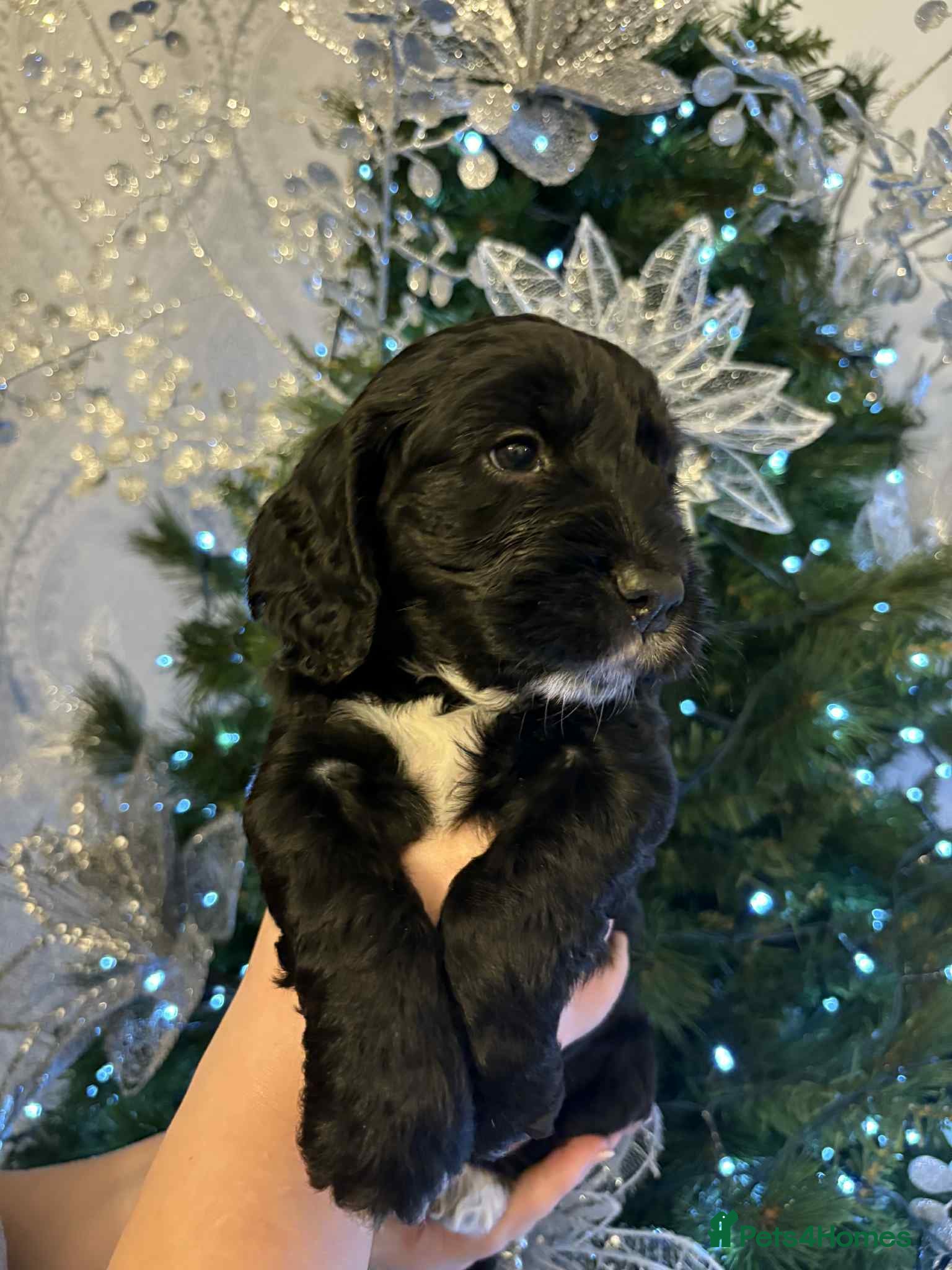 Cockapoo dogs Cockapoo puppies REDUCED - Advert 16