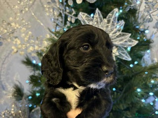 Cockapoo dogs Cockapoo puppies - Advert 9