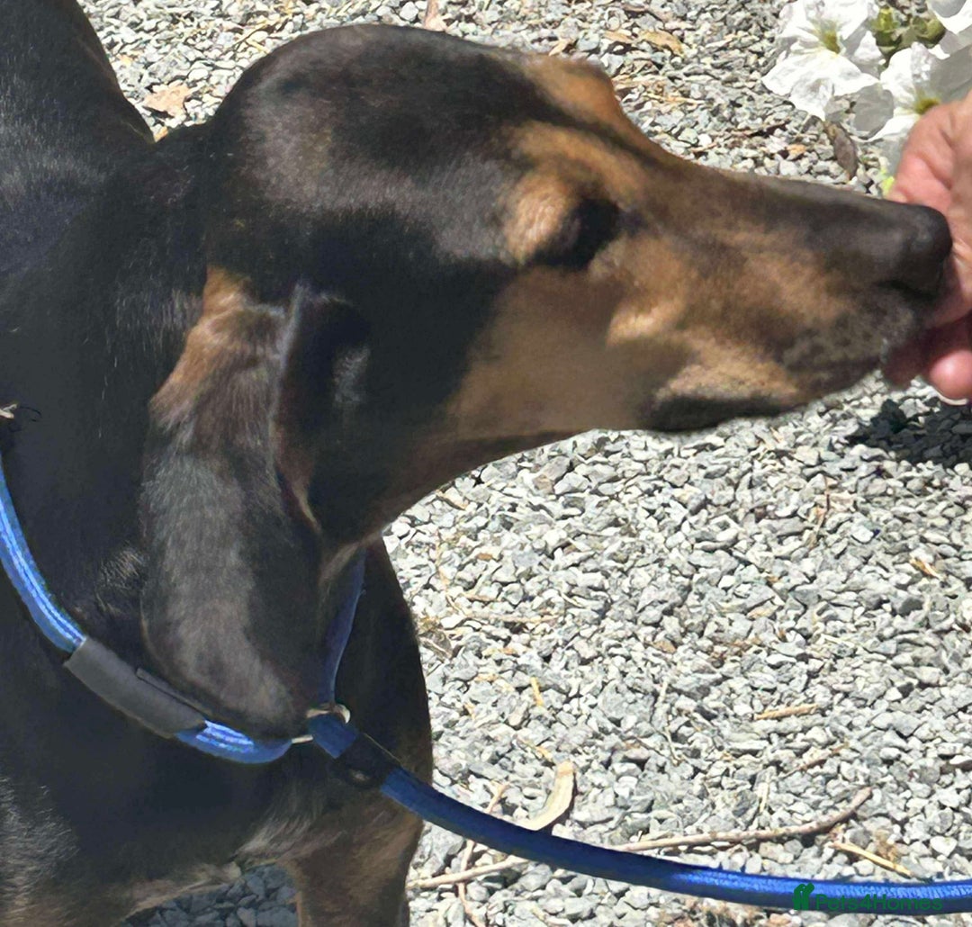 Mixed Breed dogs for adoption: Cinnamon needs a loving home  - Image 7
