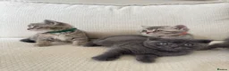 British Shorthair cats for sale: British shorthair kittens - Advert 3