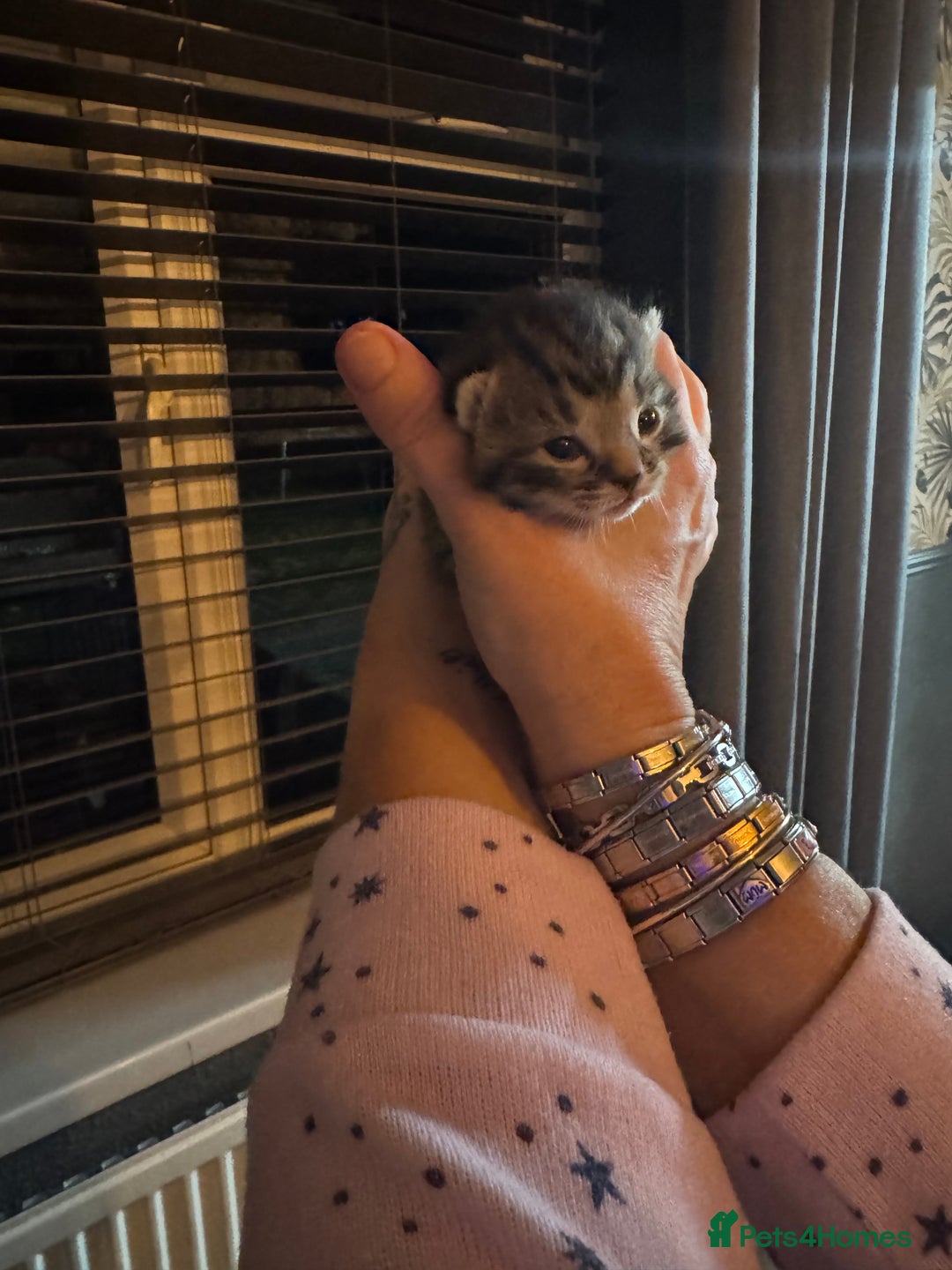 Mixed Breed cats for sale: Kittens for sale!  - Advert 5