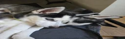Siberian Husky dogs for sale: Two husky puppies for sale - Advert 6