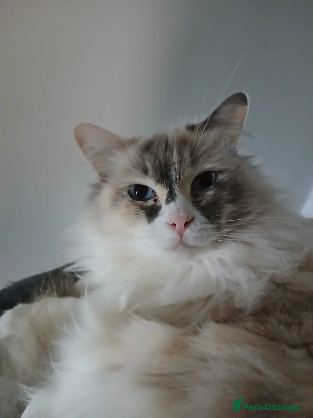 Ragdoll cats for sale: Tortie Ragdoll and Ragdoll x Turkish Angora  - Advert 2
