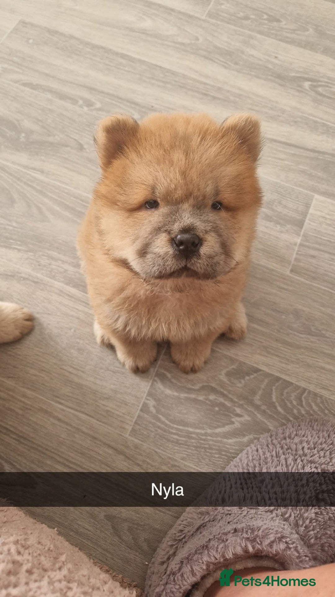 Chow Chow dogs for sale: Chow chow puppy - Image 9