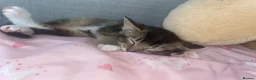 Mixed Breed cats for sale: Tabby Kittens ready for homes - Advert 3