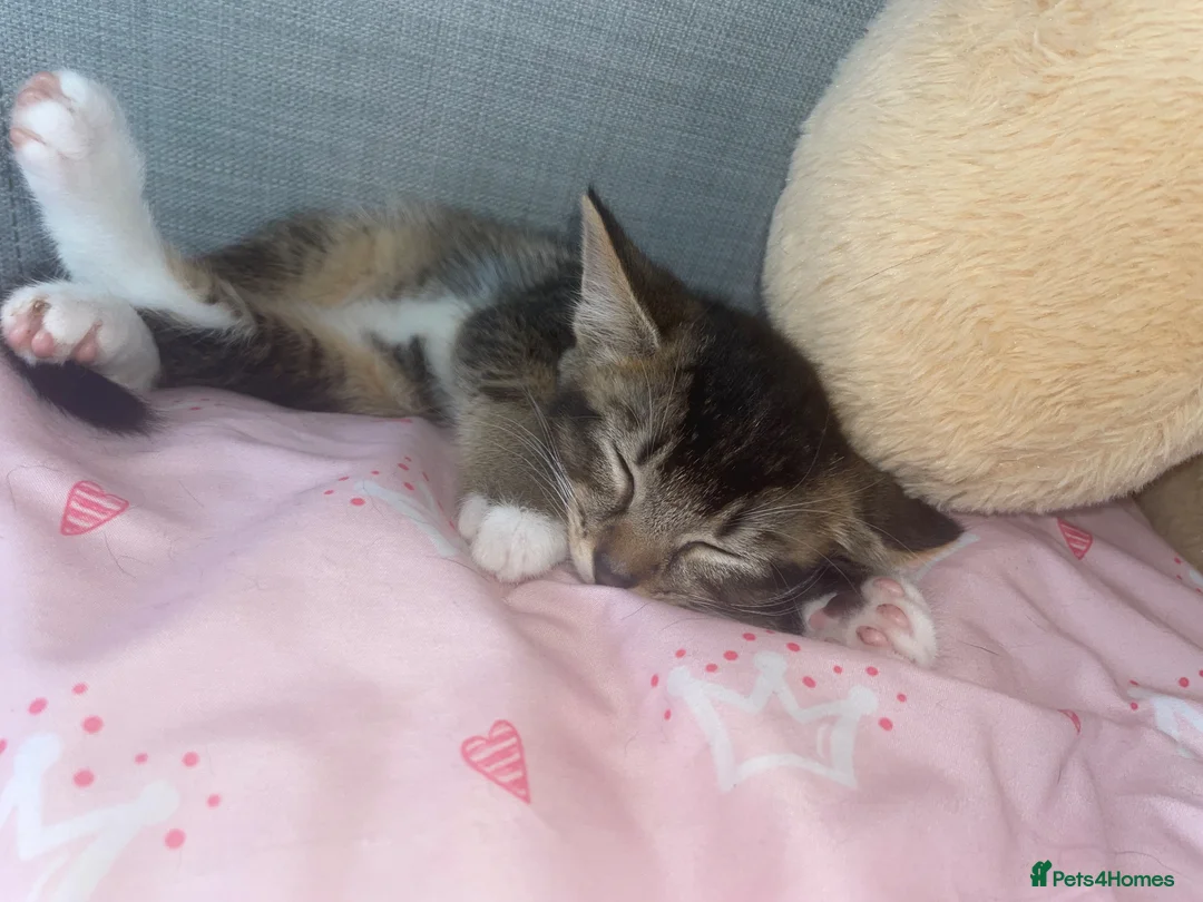 Mixed Breed cats for sale: Tabby Kittens ready for homes - Advert 3