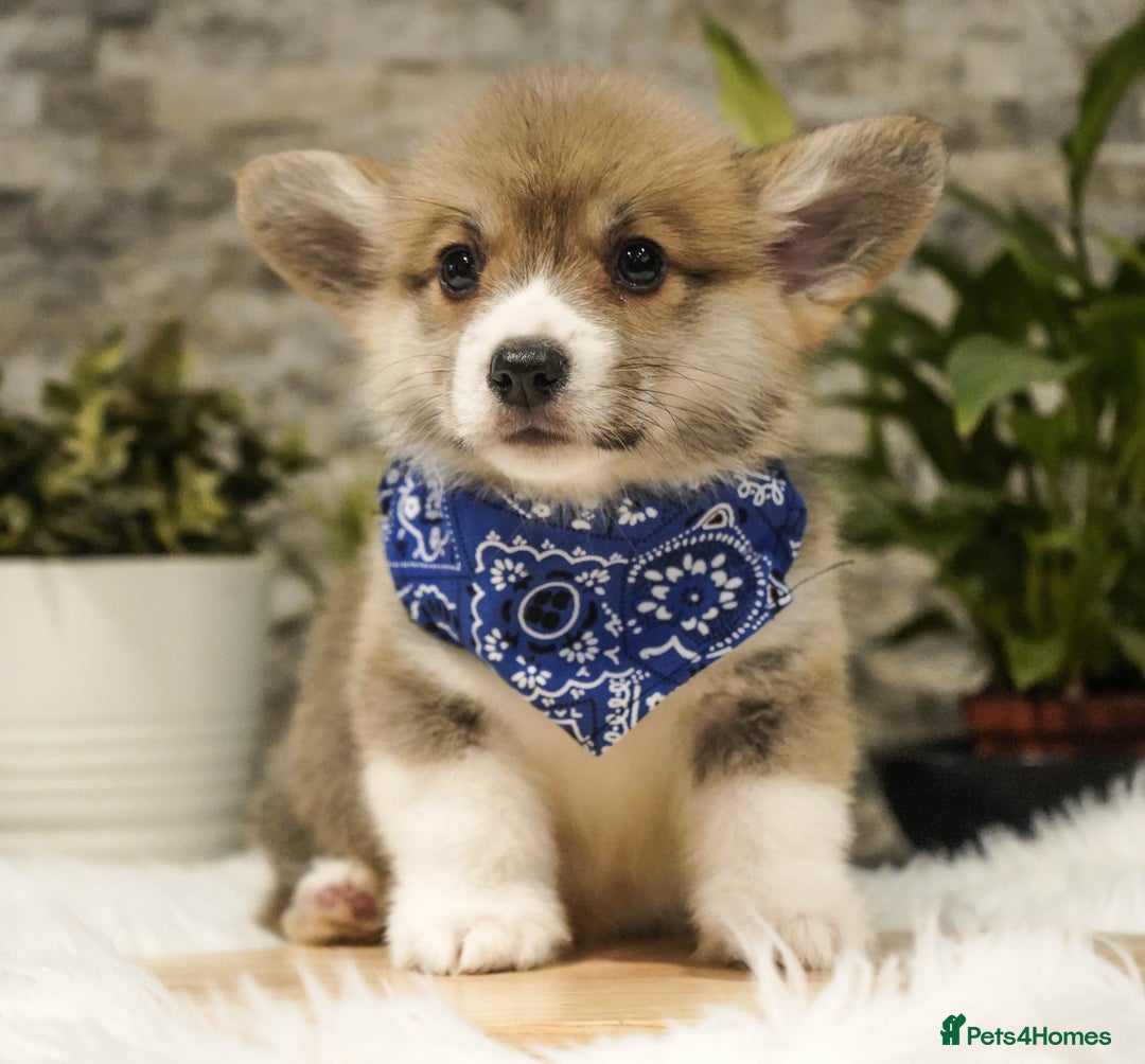 Welsh Corgi Pembroke dogs for sale: Welsh Corgi (Pembroke) - Advert 30