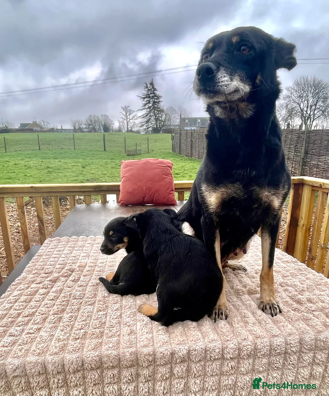 Mixed Breed dogs for sale: A stunning litter of collie x Kelpie  - Advert 4