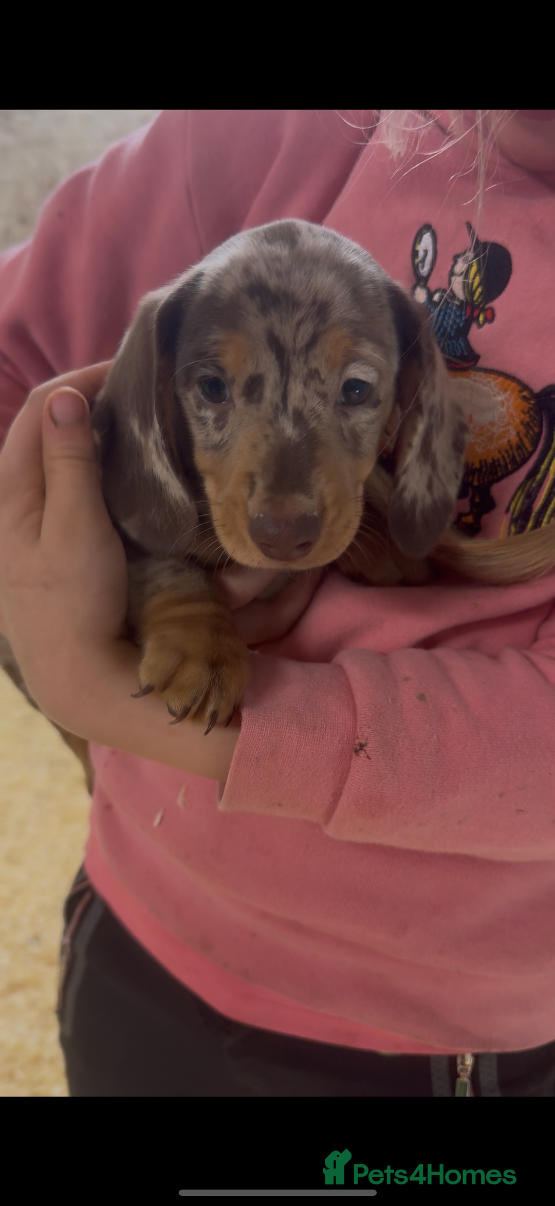 Miniature Dachshund dogs for sale: Super cute mini Daxis  - Advert 8