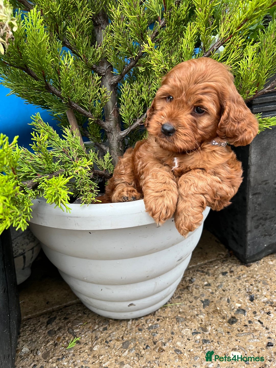 Cockapoo dogs for sale: LAST GIRL!!!!! F1 Cockapoo Puppies!!! - Advert 24