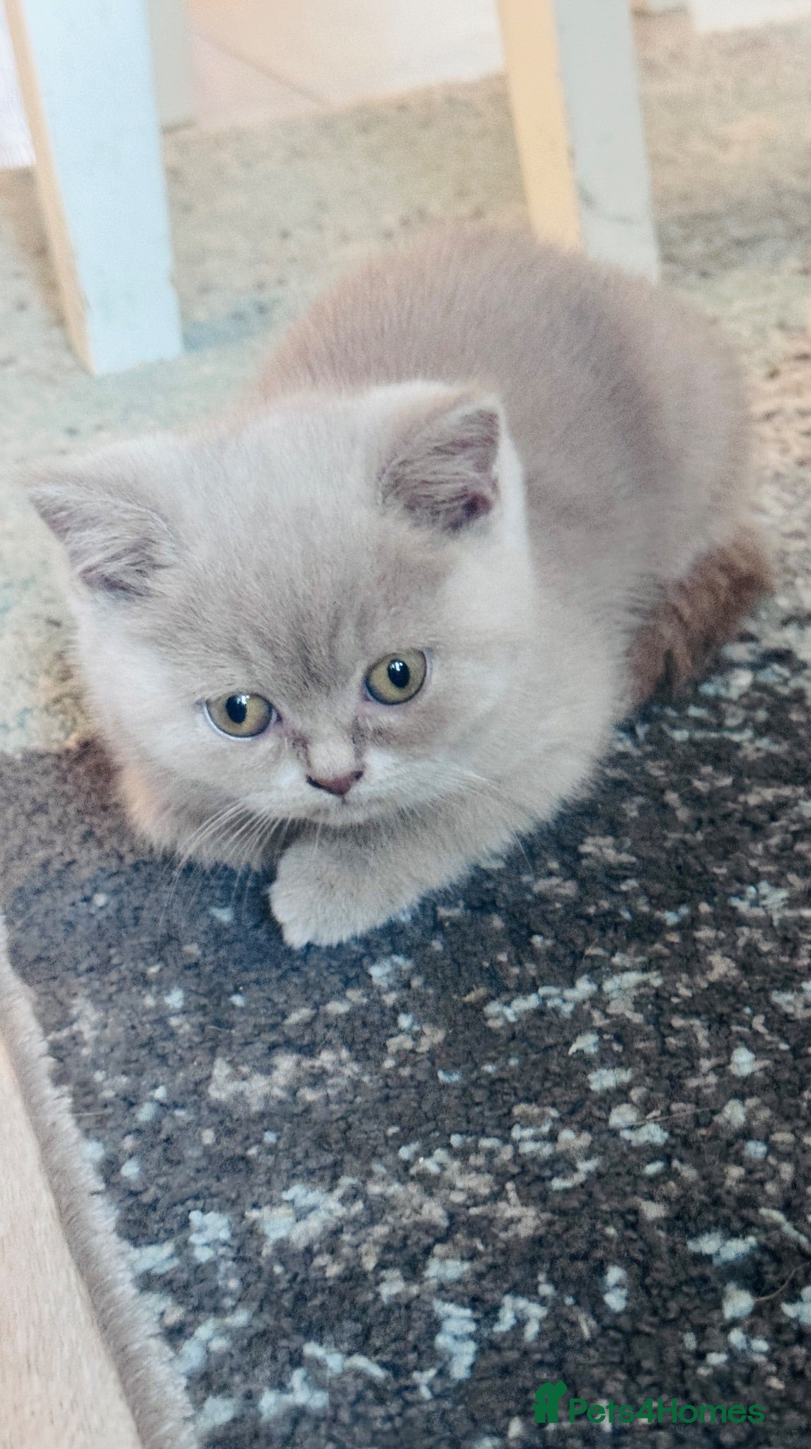 British Shorthair cats Beautiful Active British Shorthair Kittens 🐾 - Advert 9