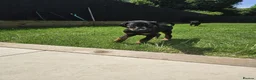 Dobermann dogs for sale: ☆☆Ready to leave Today  Black Doberman Puppies☆☆ - Advert 27